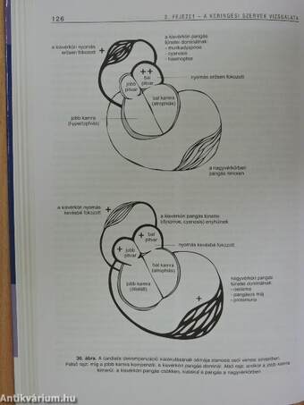 A belgyógyászati fizikális diagnosztika alapjai