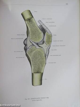 Az ember anatómiájának atlasza I-III.