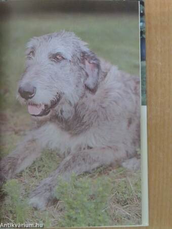 Irish Wolfhounds