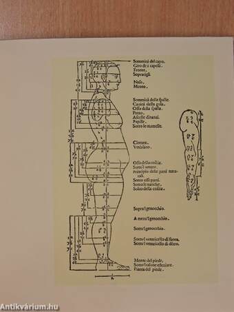 Albrecht Dürer della simmetria dei corpi humani