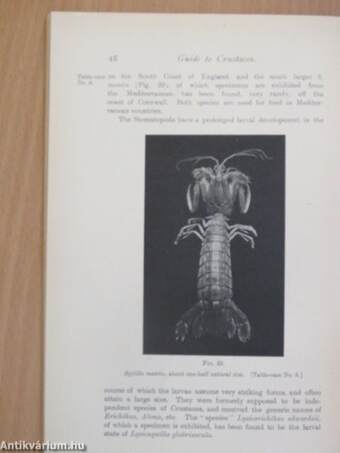 Guide to the Crustacea, Arachnida, Onychophora and Myriopoda exhibited in the department of zoology (Ifj. Dr. Entz Géza könyvtárából)