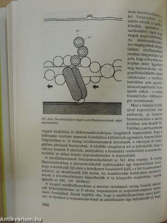 Az emberi test 2. (töredék)