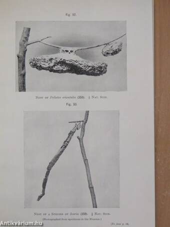 Guide to the exhibited series of insects in the department of zoology (Ifj. Dr. Entz Géza könyvtárából)