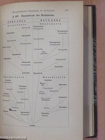 Systematische Phylogenie der Protisten und Pflanzen I.