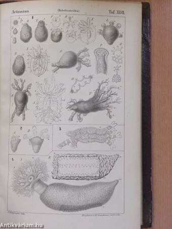 Die Klassen und Ordnungen der Strahlenthiere (Actinozoa), wissenschaftlich dargestellt in Wort und Bild