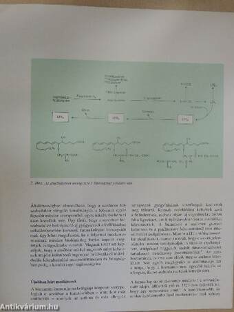 Asthma tájékoztató 6.