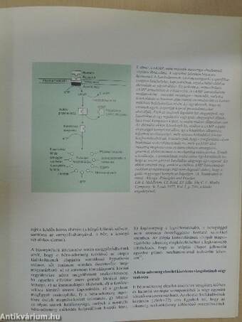 Asthma tájékoztató 2.