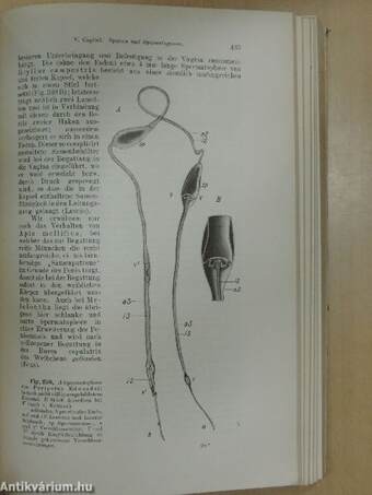 Lehrbuch der vergleichenden Entwicklungsgeschichte der Wirbellosen Thiere I-II.