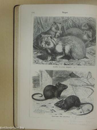 Bilder-Atlas zur Zoologie der Säugetiere (gótbetűs)