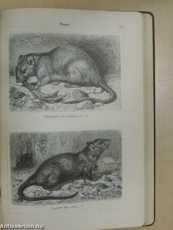 Bilder-Atlas zur Zoologie der Säugetiere (gótbetűs)