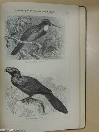 Bilder-Atlas zur Zoologie der Vögel (gótbetűs)