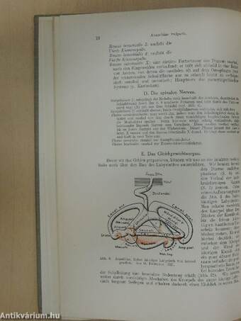 Anleitung zu zoologisch-morphologischen Uebungen II.