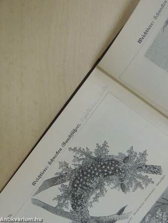 Bilder-Atlas zur Zoologie der Niederen Tiere (gótbetűs)