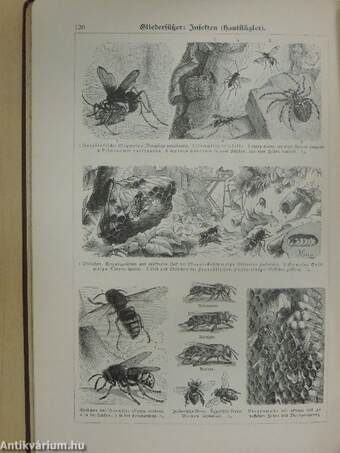 Bilder-Atlas zur Zoologie der Niederen Tiere (gótbetűs)