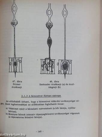 Funkcionális állatanatómia I. (töredék)