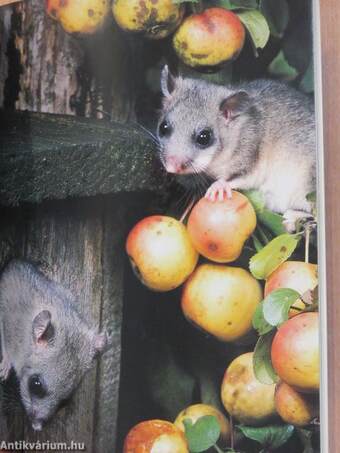 Mehr Tiere im Garten