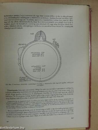 A kórélettan tankönyve