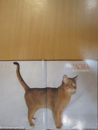 A Macska 2004. május-június