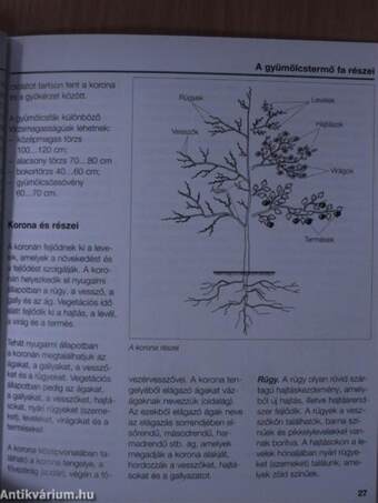 Gyümölcstermesztés a házikertben