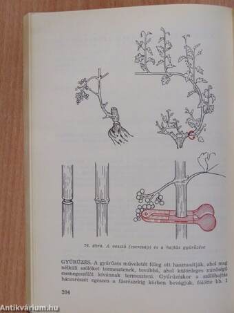 Szőlőtermesztés I-II. (dedikált példány)