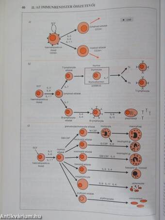 Az immunológia élettani és molekuláris alapjai
