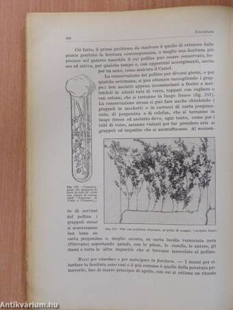 Viticoltura per le uve da tavola con riferimento anche ai sistemi colturali per le uve da vino (aláírt, számozott példány)