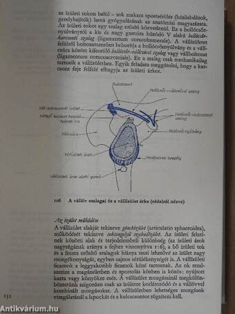 A sportmozgások anatómiai alapjai I.