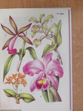 Trópusi orchideák