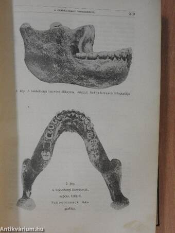 Természettudományi Közlöny 1909. (nem teljes évfolyam)