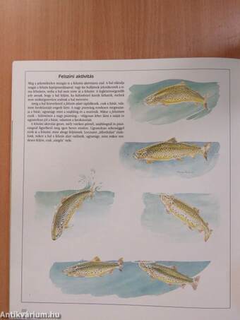 Nagy horgászkönyv
