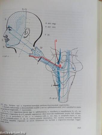 A klinikai neurologia alapjai