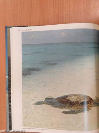 The Great Barrier Reef