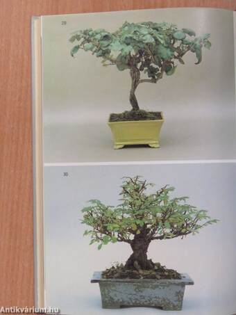 Bonsai