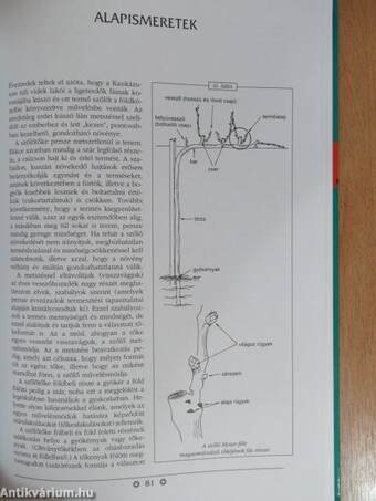 A metszés ábécéje