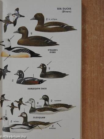 A Field Guide to Western Birds