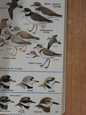 A Field Guide to Western Birds