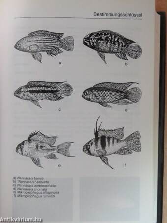 Mergus Cichliden Atlas 1.