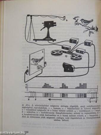 Mindentudó elektron