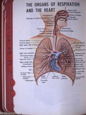 Dorland's Pocket Medical Dictionary