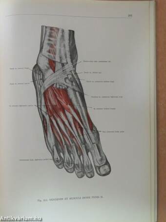 Az ember anatómiájának atlasza I. (töredék)