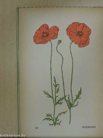 Das kleine Blumenbuch (gótbetűs)