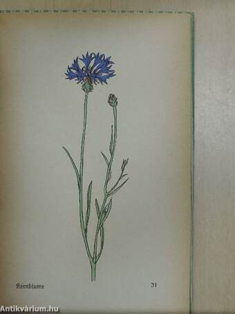 Das kleine Blumenbuch (gótbetűs)