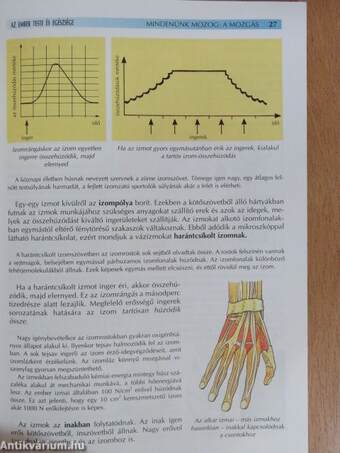 Az ember teste és egészsége