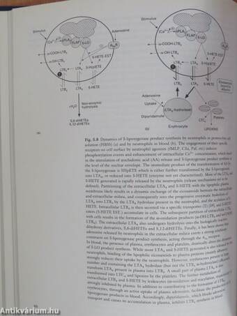 SRS-A to Leukotrienes