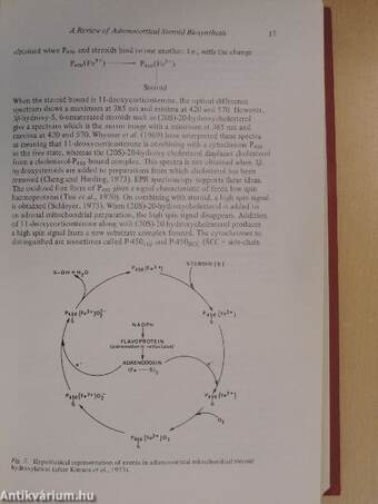 The Endocrine Function of The Human Adrenal Cortex