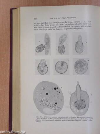 The Biology of the Protozoa