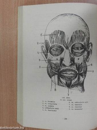 Funkcionális anatómia I.