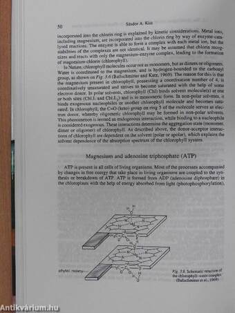 Magnesium in biological systems