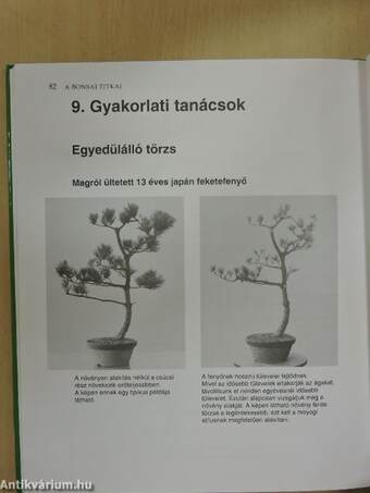 A bonsai titkai