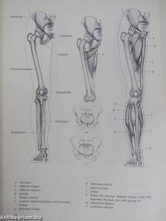 Anatomie für Künstler